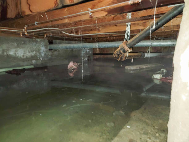 Best Mold removal after water damage  in Wynne, AR