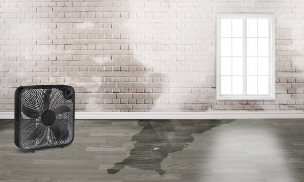 Best Professional water damage repair  in Wynne, AR